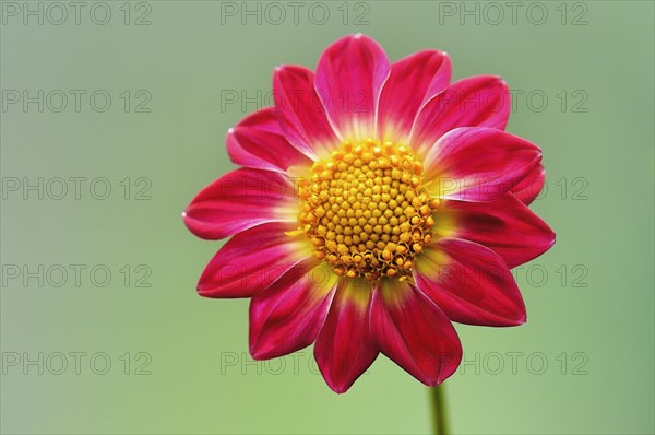 Garden dahlia