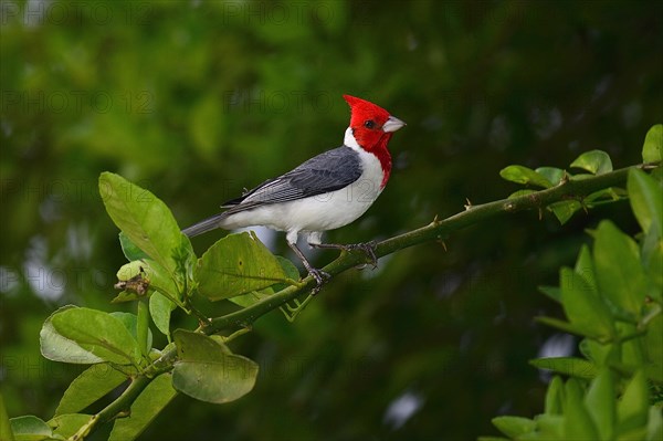 red-crested cardinal