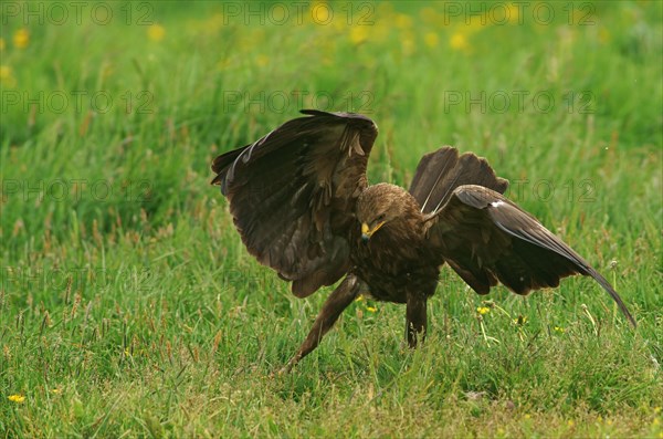 Lesser spotted eagle