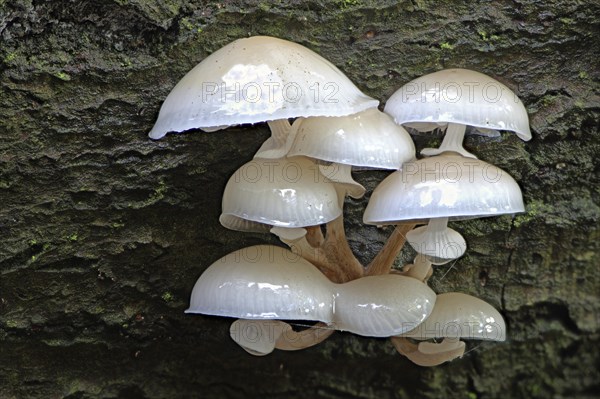 Porcelain fungi