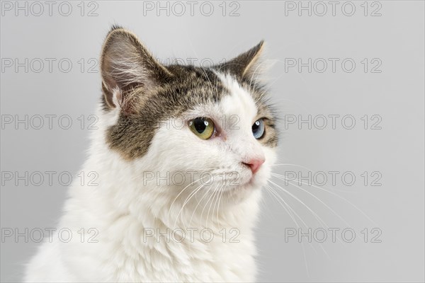 Pedigree cat Cymric