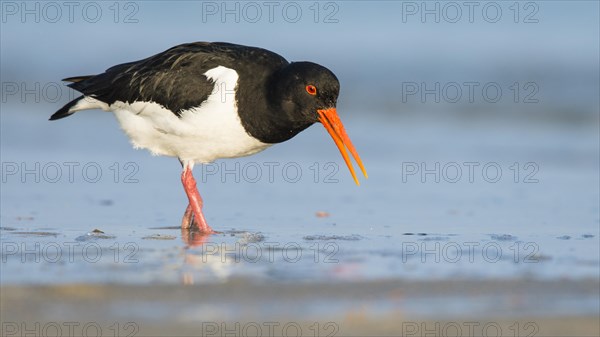 Eurasian oystercatcher