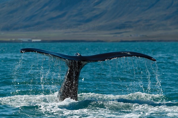 Tail