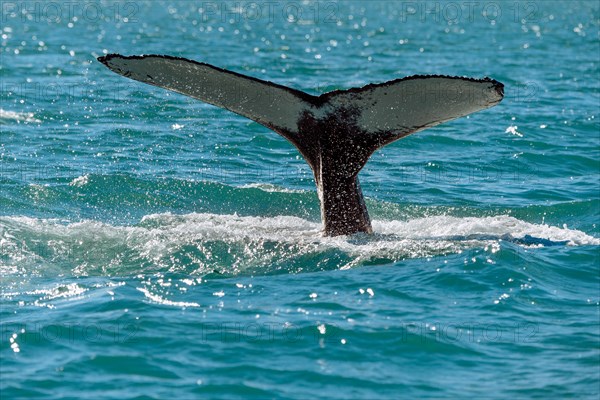 Tail