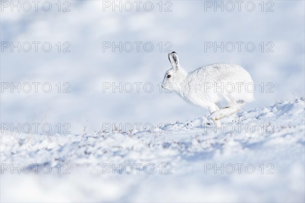 Mountain hare