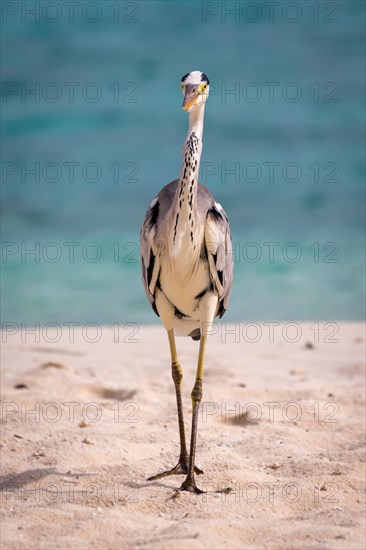 Grey Heron