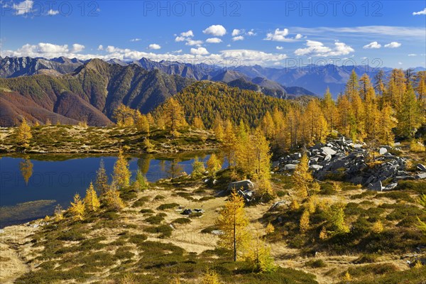 Larches