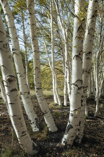 Endemic etna birch
