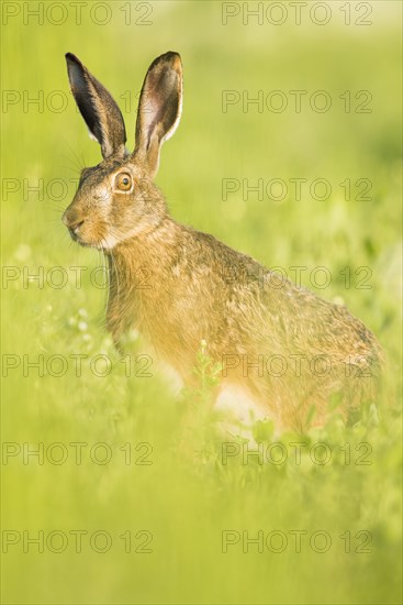 European hare