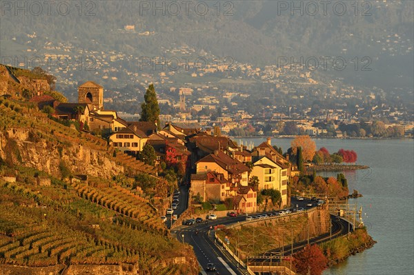 Vineyards in autumn