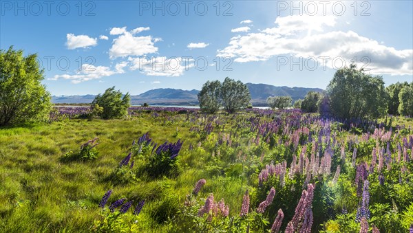 Purple large-leaved lupins