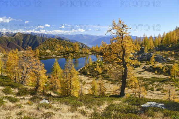 Larches