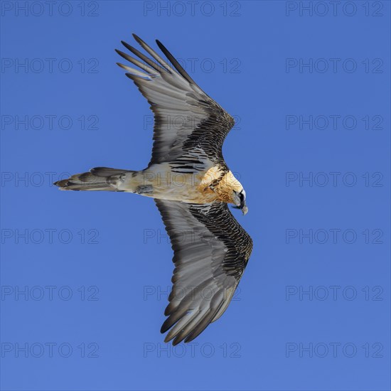 Bearded vulture