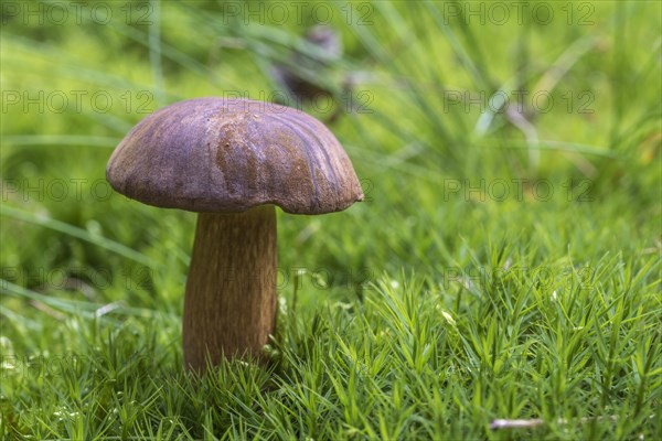 Bay bolete