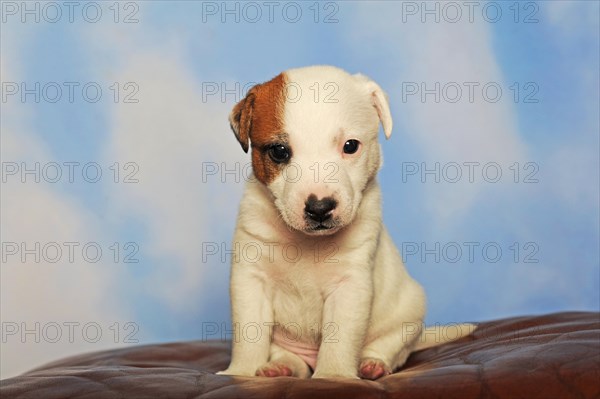 Parson Russell Terrier sitting on leather cushion