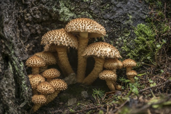 Shaggy scalycap