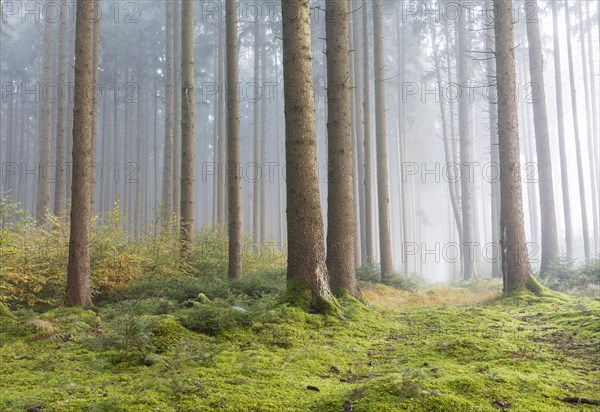 Fog in the forest