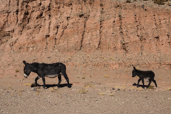 Wild donkeys in the desert