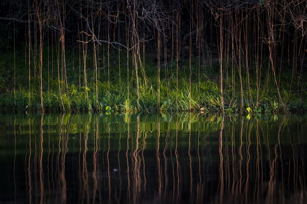 Aerial roots on the banks of the Rio Negro