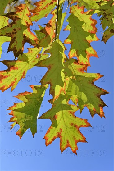 Northern red oak