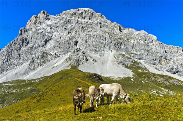 Cows on pasture