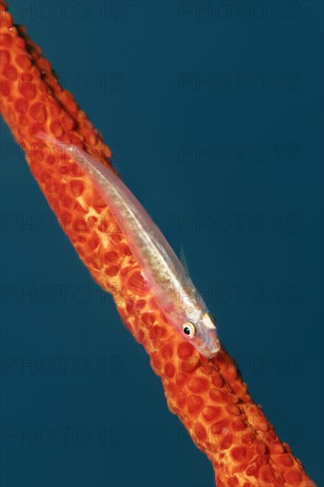 Soft-coral goby
