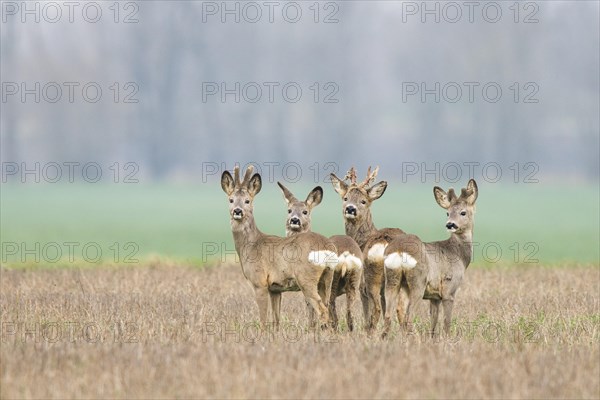Deer