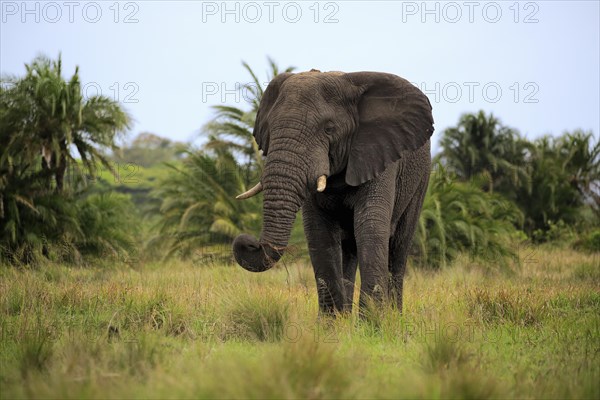 African Elephant