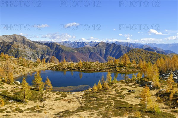 Larches