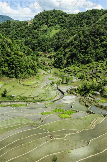 Rice terraces of Banaue