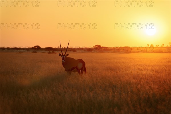 Gemsbok