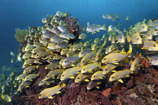 School of Ribboned sweetlips