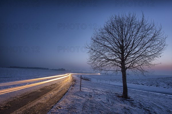 Winter landscape with bare tree