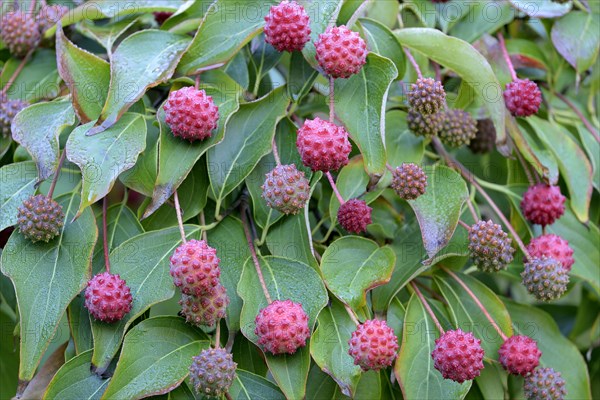 Cornus kuosa chinensis