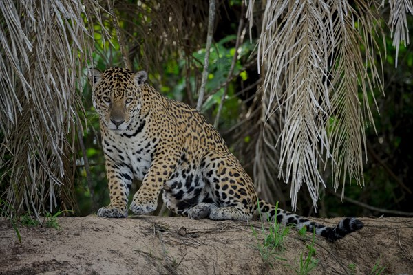 Jaguar