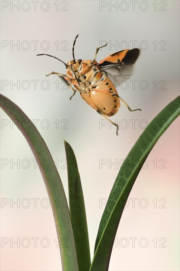 Eurydema ornata