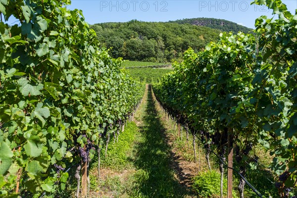 Blue grapes