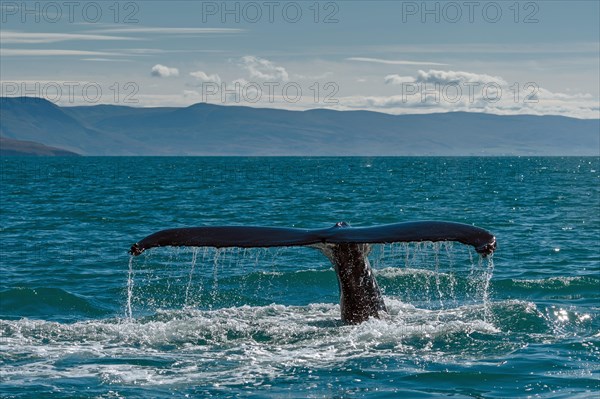 Tail