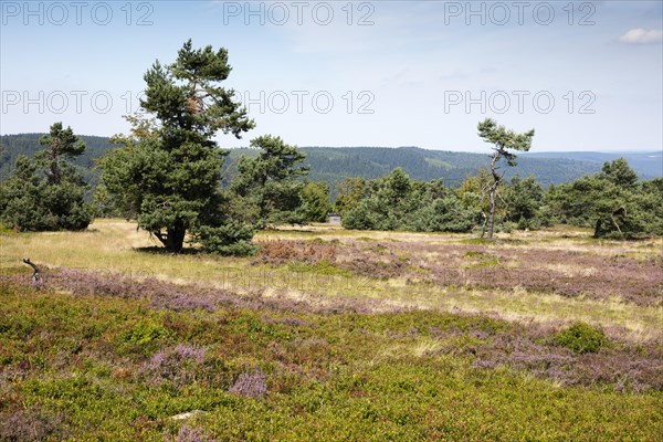 Flowering heathland