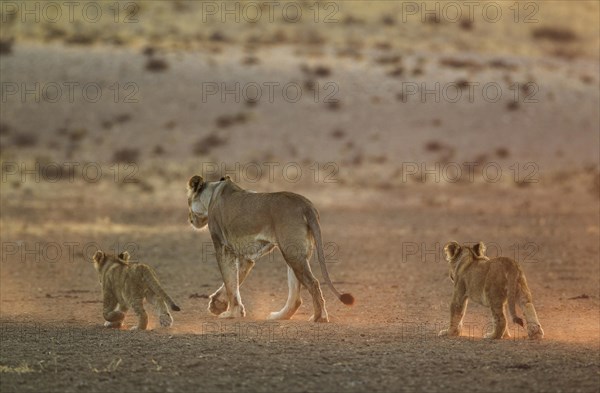 Lions