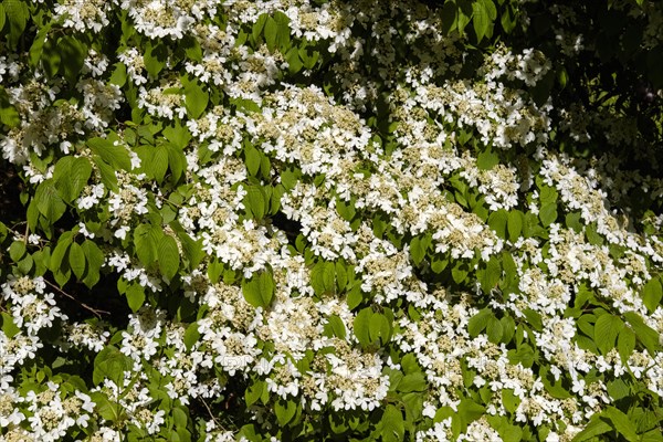 White flowering shrub