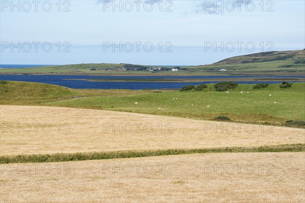 Barley fields for the whiskey production