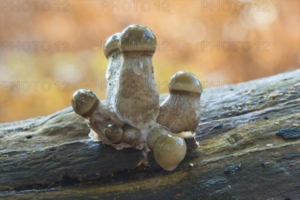 Young porcelain fungi
