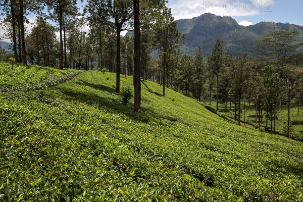 Tea plants