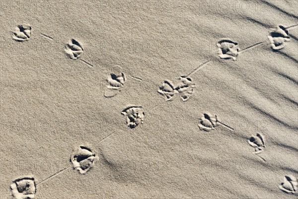Crossed over animal tracks in the sand