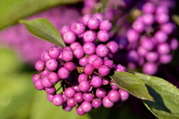 Love pearl shrub