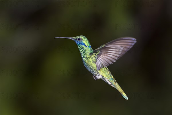 Sparkling violetear