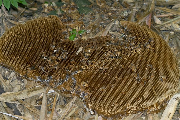 Honeycombs of wild bees