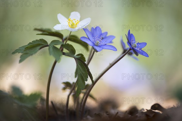 Windflower