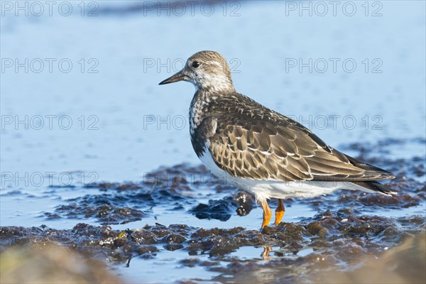 Ruddy Turnstone